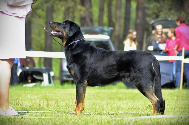 příliš tmavá, výborná horní linie, hruď velmi dobrá, kostra výborná, přední končetiny výborné, vybočení zadních končetin 1, dobře nasazený ocas, v pohybu velmi dobrý, srst příliš dlouhá (kudrnatá)