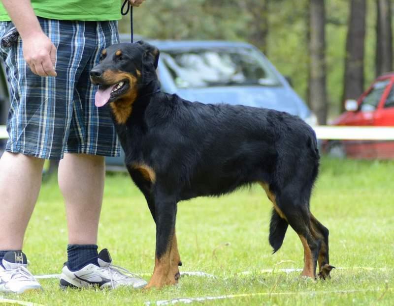 Celkové hodnocení: Dobrý Výška: 64 cm Délka: 66 cm, šířka hlavy: 12,5 cm, délka mozkovny: 16 cm, délka čenichu: 12 cm Povahový test: střelba 8, hůl 8, socializace 7 Třída chovnosti: po splnění