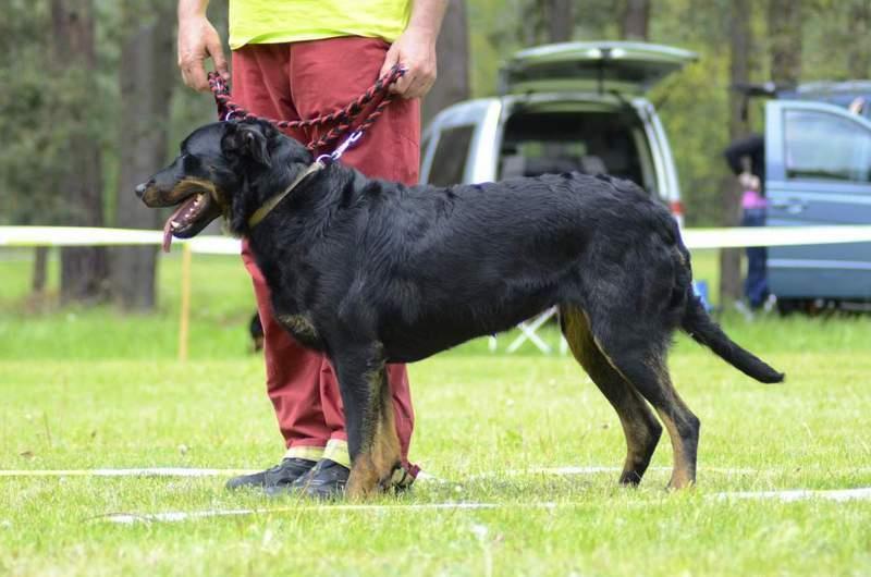 Jana Čábelková Skus nůžkový, chrup úplný, výborná hlava, horní linie výborná, velmi dobrá záď, výborná hruď, velmi dobré přední končetiny, výborné zadní končetiny, vybočení zadních končetin 1,