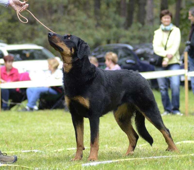 Amélie le Feu de Diablesse, fena ČP, HDA/A, CMKU/BC/5185/15, nar. 28.3.2015 O: Kerang Warrior Soul m: Diablesse l Ami Noir Ch: ing.