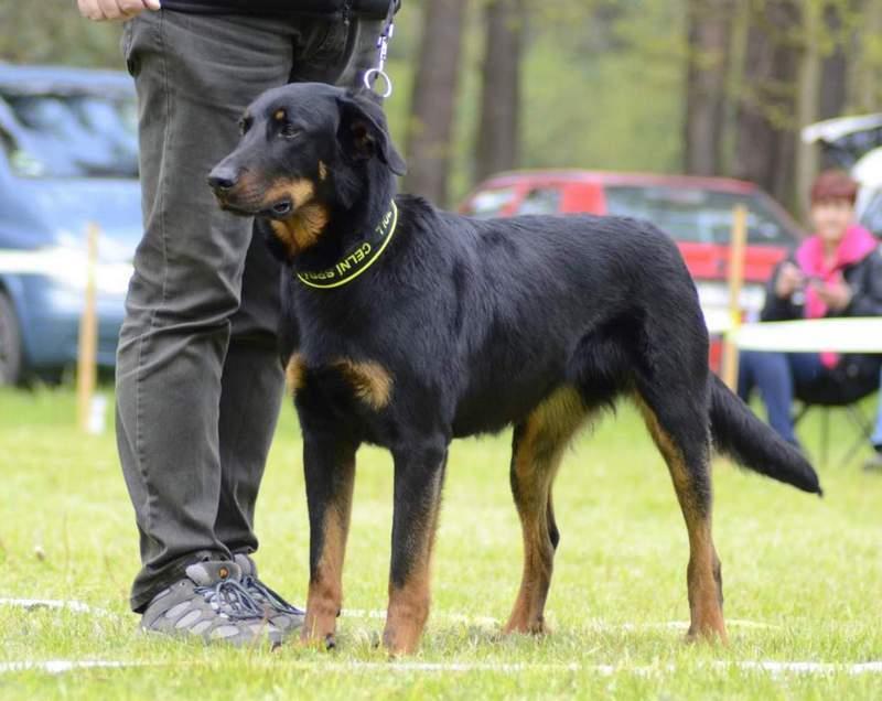 prezentace, vybočení zadních končetin 1,5 Celkové hodnocení: Velmi dobrá Výška: 62 cm Délka: 66 cm, šířka hlavy: 12 cm, délka mozkovny: 14,5 cm, délka čenichu: 13 cm Povahový test: střelba 5, hůl 4,
