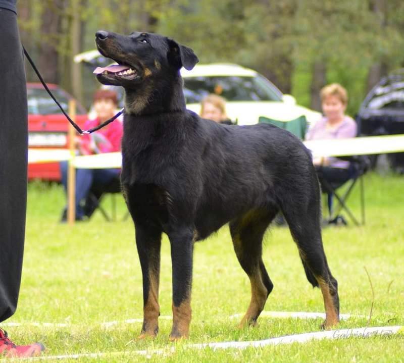 velmi dobrá kostra, kratší srst, velmi dobrá záď, přední končetiny velmi dobré, zadní končetiny výborné, vybočení zadních končetin 1, fena nemá ještě dokončený vývoj Celkové hodnocení: Velmi dobrá