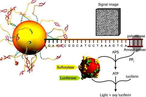 Komerční aplikace emulsní PCR 454 sekvenční systém