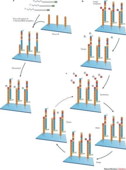 Průběh přímého sekvenování RNA Připojení k oligo(dt) Fixace a uzamčení Polymerace NTP