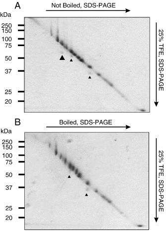 Příklad analýzy proteinových komplexů Gubbens et al.