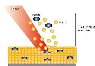 Sekvenování MALDI-TOF matrix-assisted laser desorption ionization time-offlight varianta hmotnostní spektrometrie peptidy jsou ionizovány