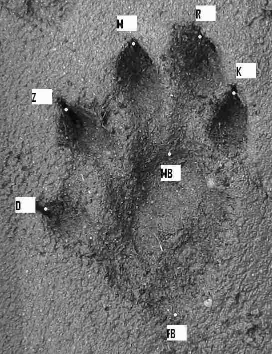 MILLER, C., M. 2001. Measurements of jaguar tracks: a promising means to identify individuals. Wildlife Conservation Society, Gallon Jug, Belize. POLEDNÍK, L. 2005. Otters (Lutra lutra L.