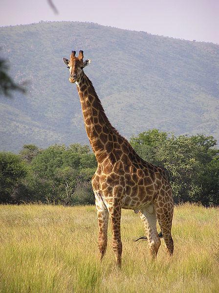 Jak se přizpůsobila žirafa k životu v savanách?