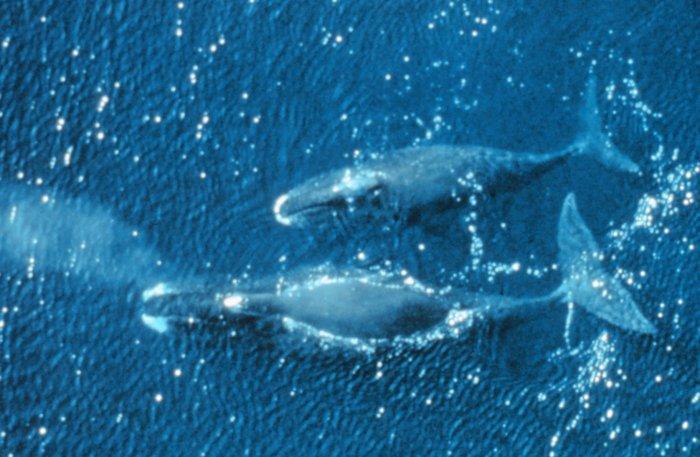 Čím a jak je přizpůsobena velryba životu v