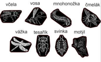 (včela, roháč, škvor, čmelák, tesařík, vosa, svinka, mnohonožka, můra,