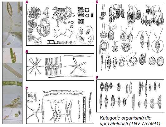 Kategorizace organismů dle normy TNV 75 5940 organismy do velikosti 30 µm a rozpadavé organismy organismy jehlicovitého tvaru drobná vlákna a protáhlé štíhlé buňky sinic a
