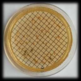 (KTJ/100 ml) Potvrzené kolonie PSA modrozelené kolonie produkující pyocyanin Presumptivní