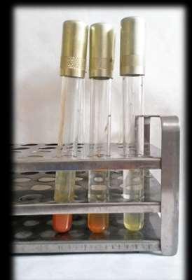 acetamidovým médiem červené zabarvení Oxidázový test PSA oxidáza pozitivní Kingovo médium B