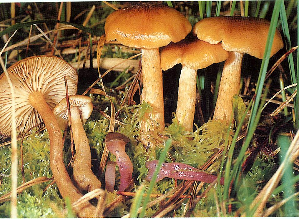 Armillaria ectypa (Fr.