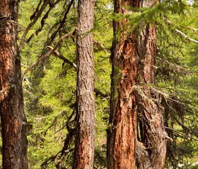 SIB. MODŘÍN Dřevo sibiřského modřínu má dobrou odolnost vůči dřevokazným houbám a je tak předurčeno