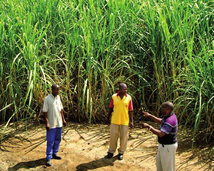 LISTY CUKROVARNICKÉ a ŘEPAŘSKÉ Vybrané aspekty trhu s cukrem v africkém regionu SELECTED ASPECT OF SUGAR MARKET IN AFRICAN REGION Jana Hinke 1, Luboš Smutka 2, Josef Pulkrábek 3 1 Západočeská
