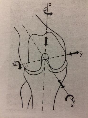 1.2.2 Kinematika kolenního kloubu V kolenním kloubu je možné provést pohyb ve všech třech rovinách (frontální, sagitální, transverzální). V sagitální jde o flexi a extenzi.