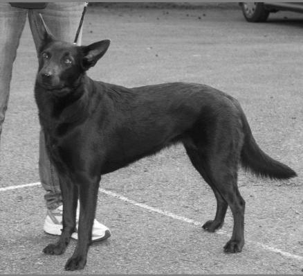 Kubištová, Zálezlice 114, 277 43 Chlumín majitel: Helena Kučerová, Tylova 477, 340 22 Nýrsko AUSTRALSKÁ KELPIE AUSTRALSKÁ