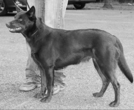AUSTRALSKÁ KELPIE AUSTRALSKÁ KELPIE fena: BRIXIE ZE ŠTOKOVA fena: CATRINA BLACK MOUNT MCKINKEY bonitační kód: III A C4 J5