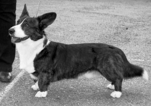 WELSH CORGI CARDIGAN WELSH CORGI CARDIGAN pes: ARD GREIMME SHINING SIRIUS fena: CADWALLON CYMRO LUCKY VELES bonitační kód: