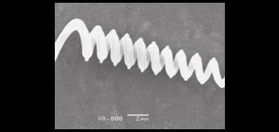morphologies.