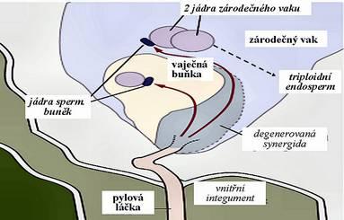 Vaječná buňka krytosemenných rostlin je uložena ve zvláštní struktuře označované jako zárodečný vak, ve které jsou uzavřena ještě dvě další haploidní jádra.