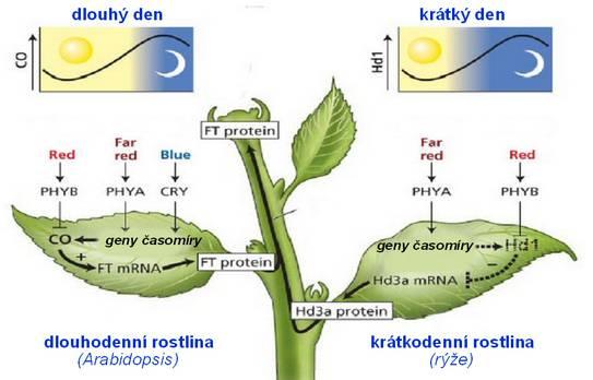 Schématické znázornění tvorby a přenosu fotoperiodického signálu z listů do apikálního meristému prýtu. Bližší popis je uveden v textu.