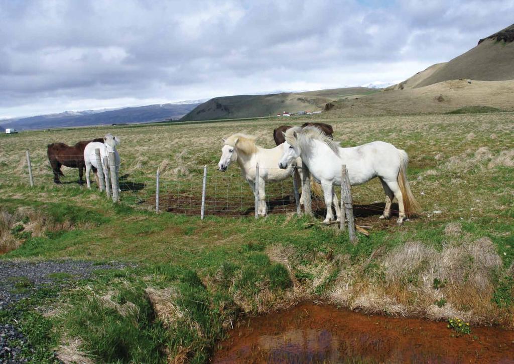IX Islandský pony (Equus Scandinavicus) Ne Po Út St Čt Pá So Ne Po Út St Čt Pá So Ne Po Út St Čt Pá So