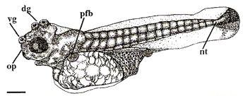 glands) are