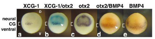 A paradigmatic cement (attachment) organ