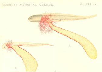 larval vertebrates External gill
