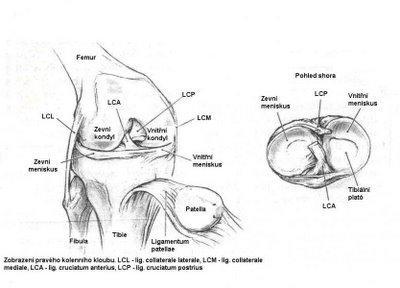 2) (Čihák, 2001). Tento vaz je asi o třetinu silnější neţ ligamentum cruciatum anterius a tím i nejsilnějším vazem v kolenním kloubu.