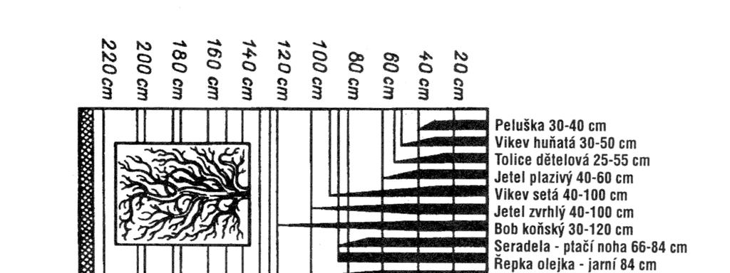 translokovány asimiláty, které se akumulují v rezervních orgánech, třeba v cibulích, hlízách, kořenových hlavách atd.