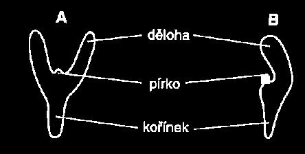 Pro vývoj embrya jsou důležité signály, mezibuněčné kontakty a interakce buněk uvnitř embrya. Poruchy v těchto signálech mohou vést k celkovému poškození semene (Kincl a Krpeš, 2006).