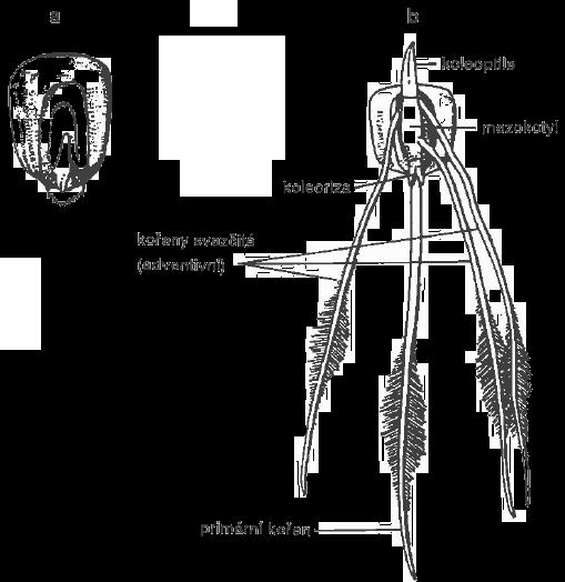 Z koleoptile vyrůstají nad zemí první pravé listy (Slavíková, 2002). Klíčení jednoděložných rostlin, konkrétně kukuřice seté je znázorněno na Obr. 10.