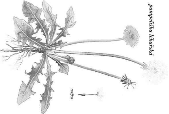 3. Porovnej pýr plazivý a smetánku lékařskou na obrázcích (jejich květ, listy, kořeny). listy: 1.