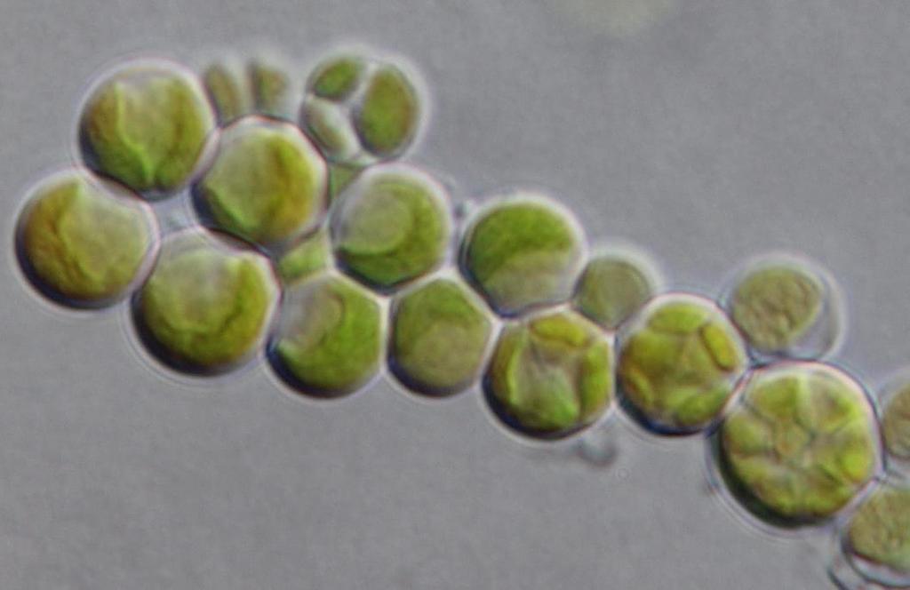 Dalším z nově popsaných druhů je například Phyllosiphon ari, což je drobná zelená řasa popsaná Kateřinou Procházkovou, Yvonne Němcovou a Jiřím Neustupou z Chorvatska.