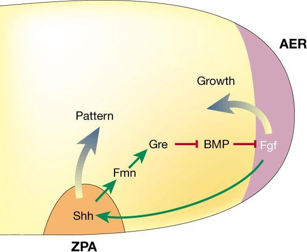 Vývoj končetin Signalizace: AER - Fgf - proliferace mesenchymových buněk ZPA Shh (+Wnt) -