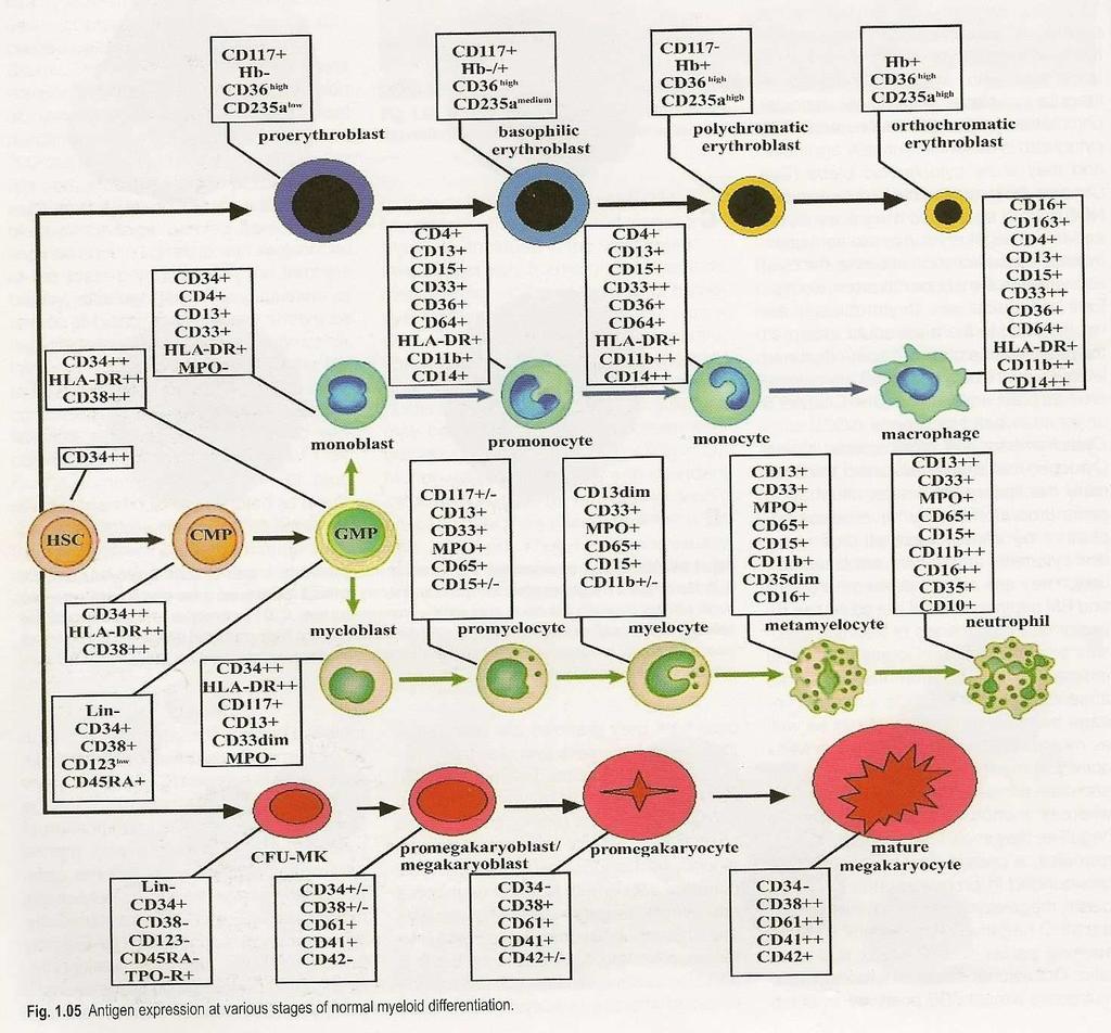 Exprese antigenů v různých stádiích normální myeloidní diferenciace HSC- hemopoetic