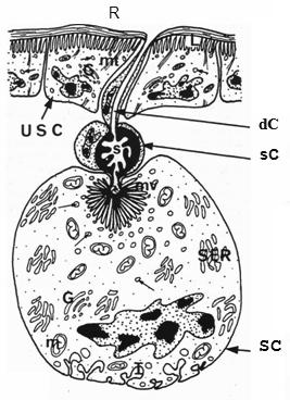 Obr. 2: Schematické zobrazení organizace jednobuněčných a vícebuněčných sekrečních jednotek DAGs. Převzato z Farine (1987).