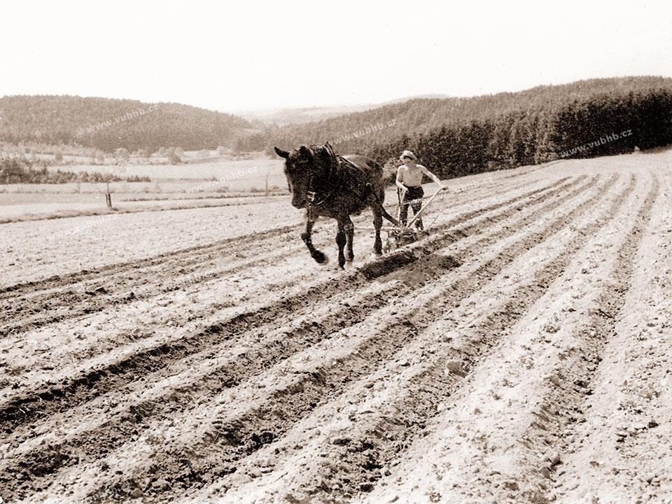 Historie bramborářství na