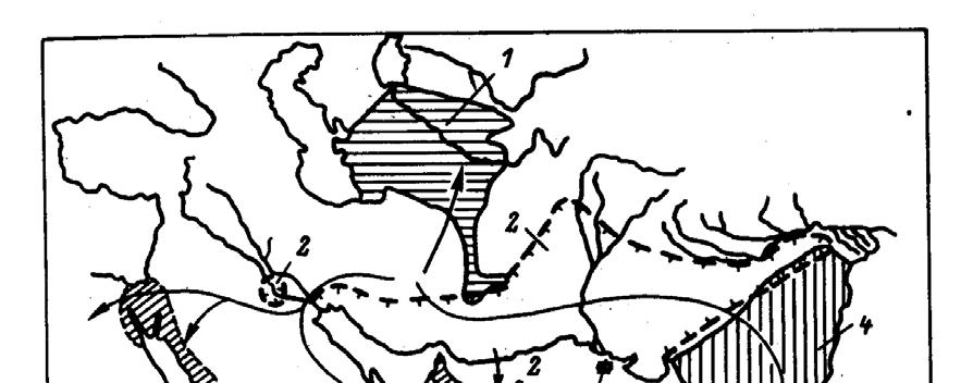 Echis pyramidum (I. Geoffroy in E. Geoffroy, 1827) Geoffroyova efa H o l o t y p: MP.4031. samice; Egypt. Popis holotypu byl proveden dřív (Geoffroy, 1827; fotodokumentace Stemmler, 1969).