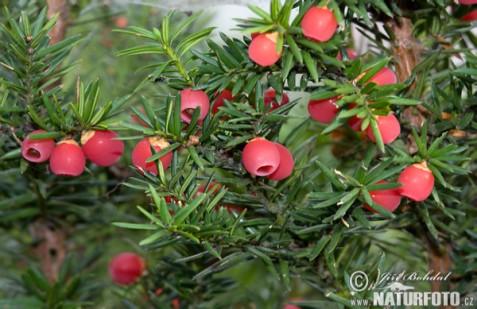 borovice vejmutovka (Pinus strobus) Naučná stezka Alfréda Skeneho ROSTLINY V PARKU ZASTAVENÍ Č. 6 Sloţení vegetačního krytu je závislé na klimatických poměrech a podloţí v regionu.