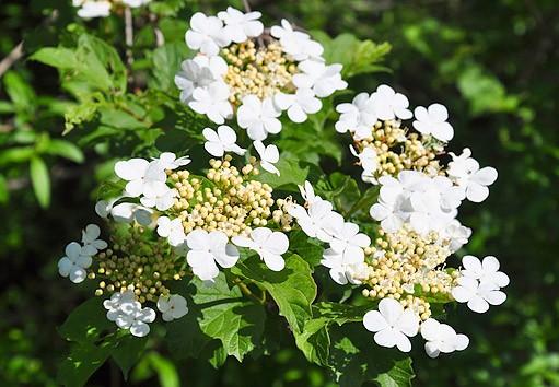 Charakteristika flóry v Pavlovicích u Přerova a okolí liliovník tulipánokvětý (Liriodendron tulipifera) Na území katastru Pavlovic u Přerova najdeme louky, lesy, ornou půdu a na tyto
