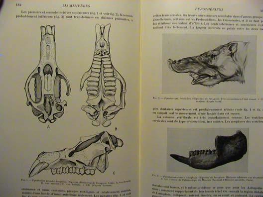 Pyrotherium +Xenungulata LAURASIE Jižní Amerika podobní Pyrotheria, ale jiná stavba končetin a temporální