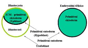 Diferenciace ES / EC buněk in vitro kultivace indukce selekce a) Embryoidní