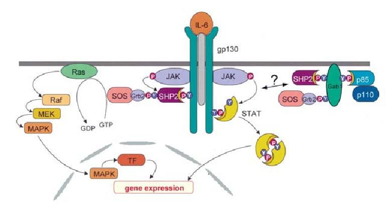 Příklad signální kaskády cytokinů na dráze transdukce signálu interleukinu-6 (IL-6) JAK Janusova kináza (tyrosin