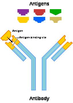 Protilátky Ab = antibody - produkt B-lymfocytů/plasmatických buněk -