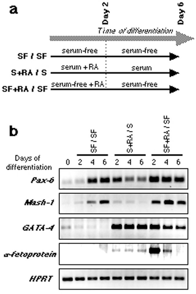 neuroektoderm entoderm RT-PCR