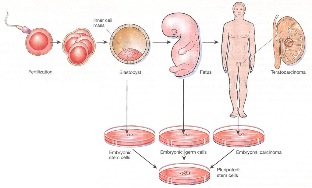 Pluripotentní embryonální kmenové buňky ES EG EC Donovan 2001 Embryonální kmenové buňky (Embryonic stem cells